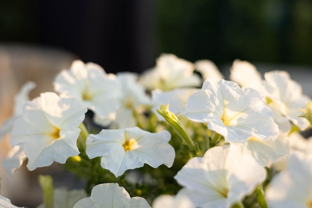 Close up of white petunia flowers on blurred of nature background