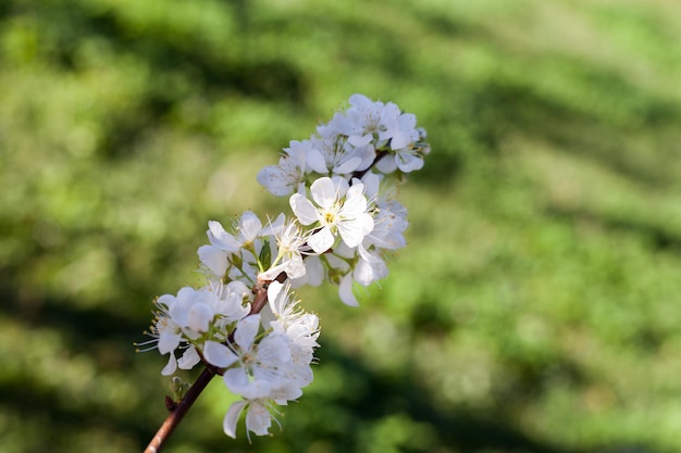 Close up white plum flower