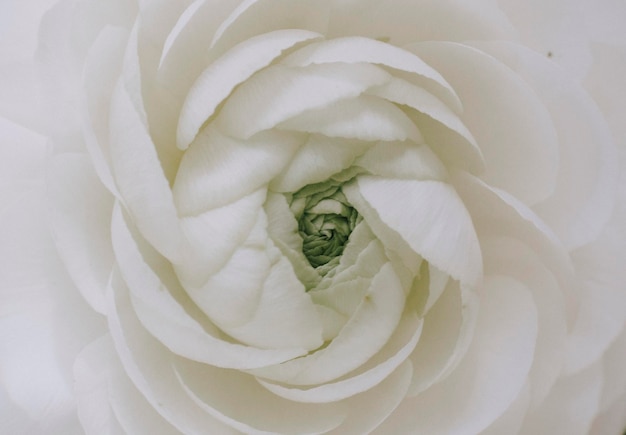 Photo close-up of white rose