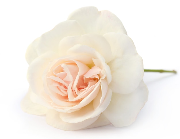 Close up of a white rose