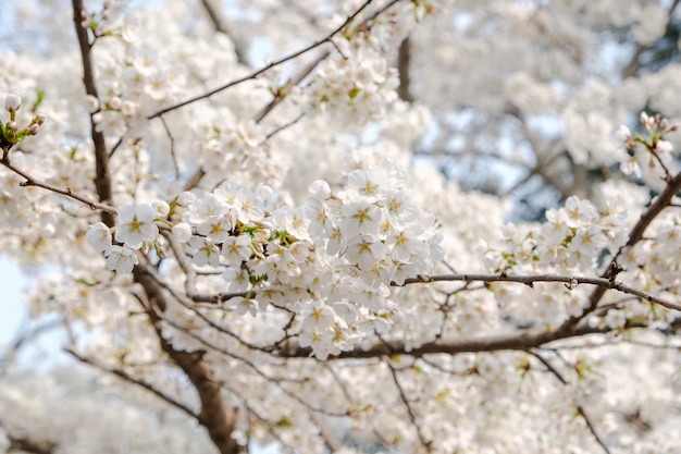 Close up white sakura flower blossom on tree in spring seasonal