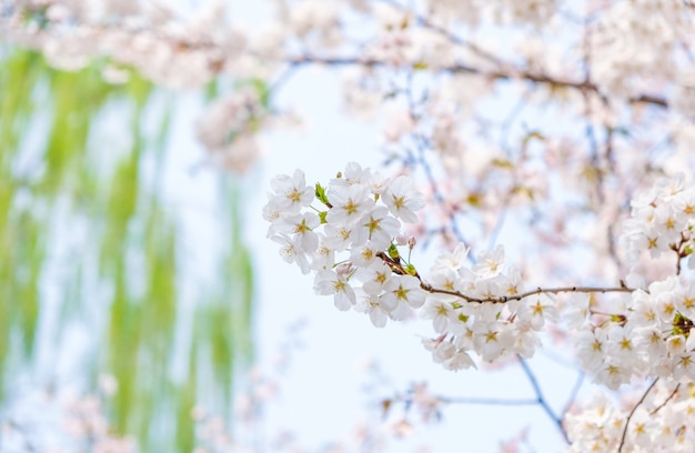 Close up white sakura flower blossom on tree in spring seasonal