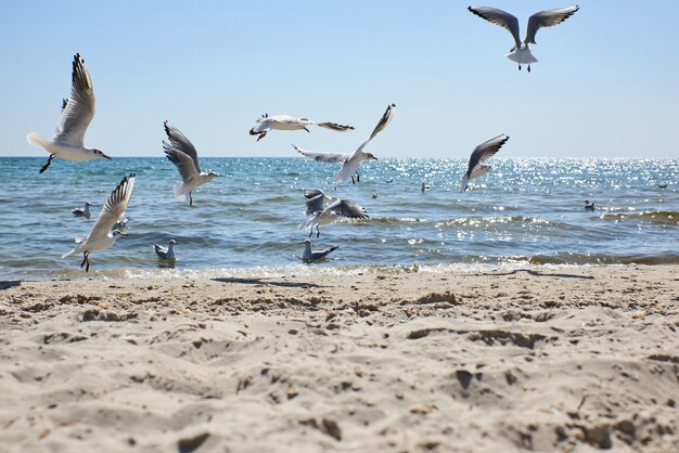 Close up on white seagulls on the sandy shore