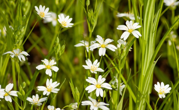 Close up white small wildflowers grow