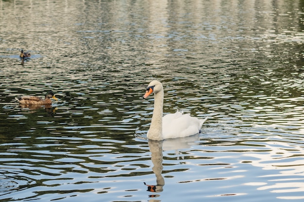 Close up on white swan swimming in large clear undulating pond