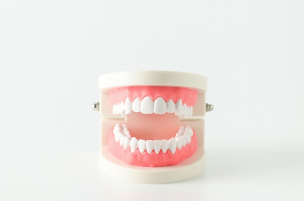 Close up of white teeth model with red gum on white background