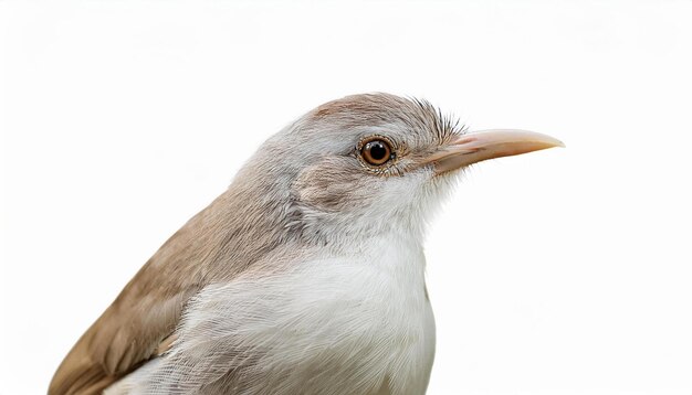 Close up of a White throated Bush shrike Bird with White and Brown Feathers Isolated