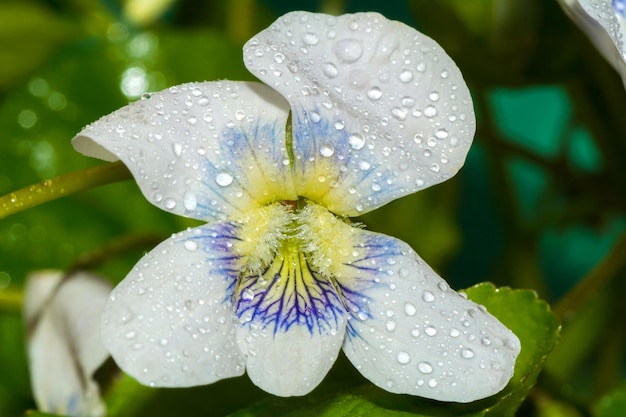 Close up to white violet flower with dew drops on petals