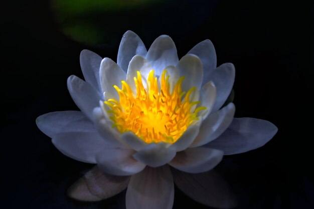 Photo close-up of white water lily against black background