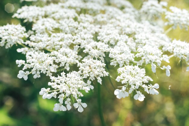 Close up white wild carrot flowers of a wild greater burdock in summer in the meadow Nature backgr