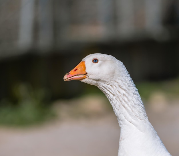 Close up white wild goose looking up with unfocused background