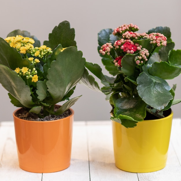 Close up on Widow's-thrill Florist Kalanchoe flowers