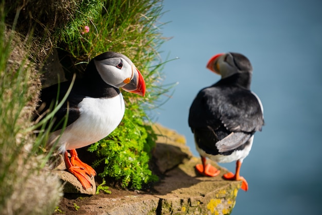 Close up of wild auk puffin seabirds