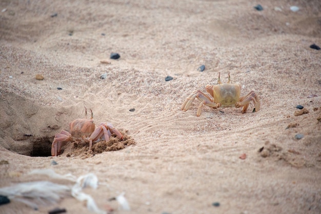 Close up of wild crab hiding in sand hole on sea beach