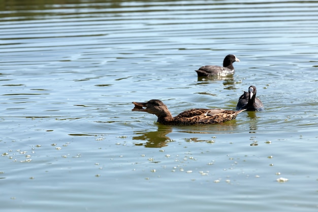 Close up on wild ducks