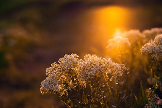 Close up wild flowers in sunset light