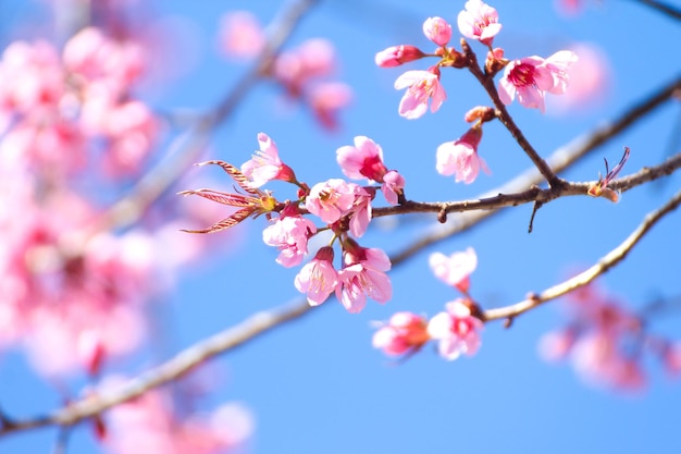 Close up of wild Himalayan Cherry flowers or Sakura across blue sky can be use as background