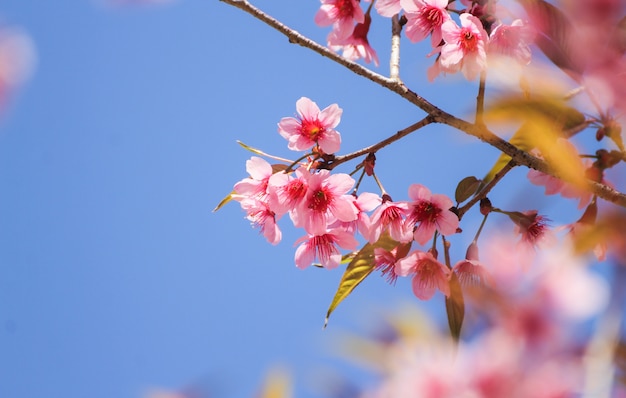 Close up of Wild Himalayan Cherry flowers or Sakura