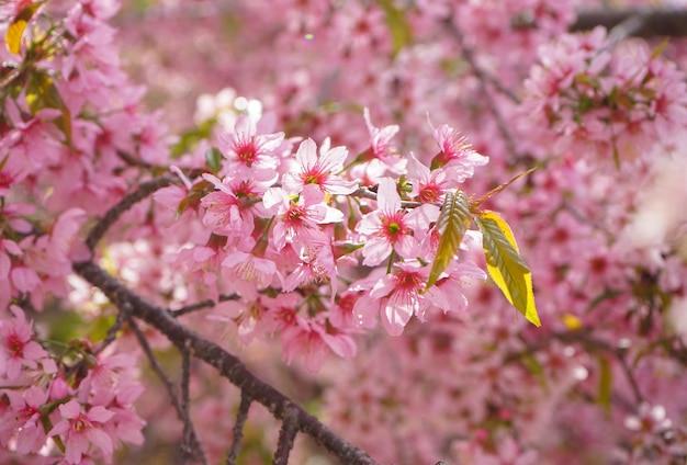 Close up of Wild Himalayan Cherry flowers or Sakura