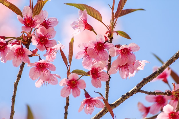 Close up of Wild Himalayan Cherry flowers or Sakura