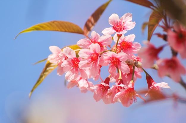 Close up of Wild Himalayan Cherry flowers or Sakura