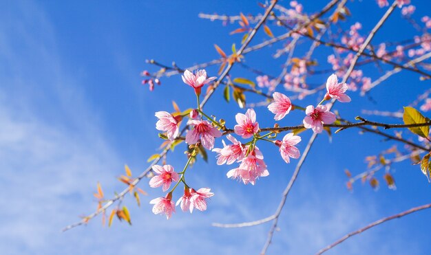 Close up of Wild Himalayan Cherry flowers or Sakura