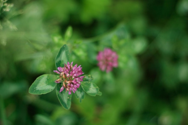 Close up wild red clover Background of fresh pink flowers and green leaves of clover or trefoil