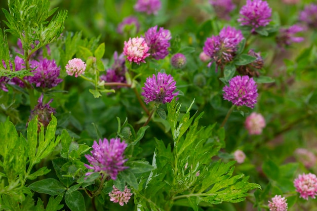 Close up wild red clover Trifolium pratense a perennial and common in Europe especially in natural meadows