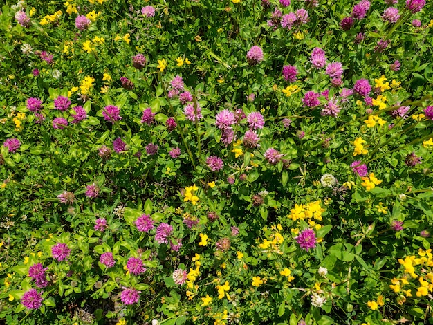 Close up wild red clover and yellow lotus corniculatus Background of fresh pink and yellow flowers and green leaves in a summer garden Bird39sfoot trefoil a perennial and common in Europe