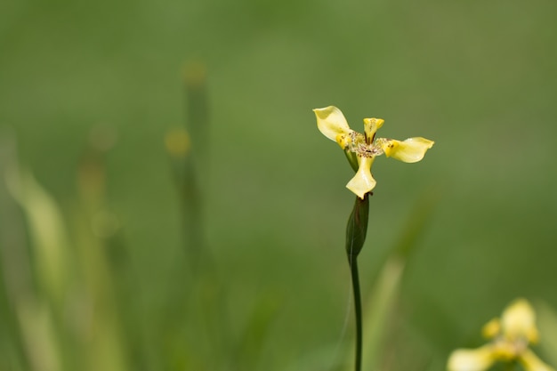 Close up of wild yellow flower