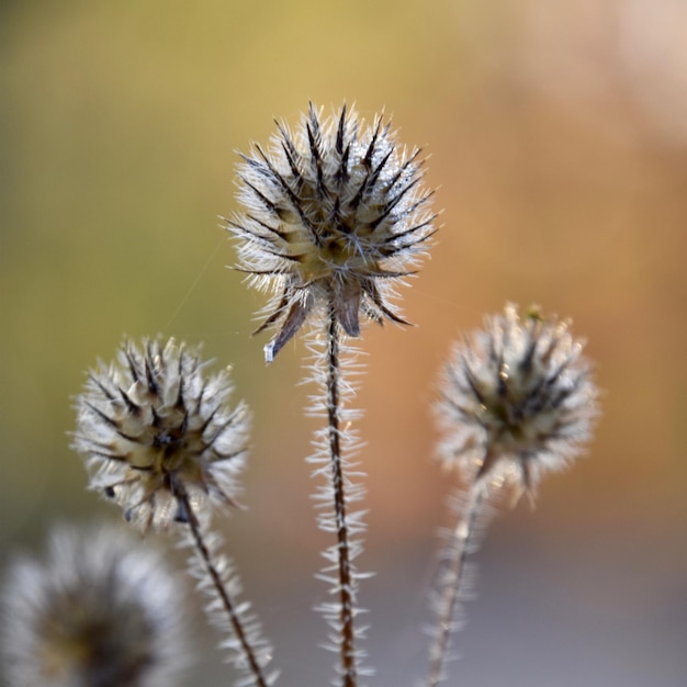 Photo close-up of wilted dandelion flower