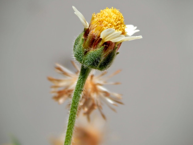 Photo close-up of wilted flower outdoors