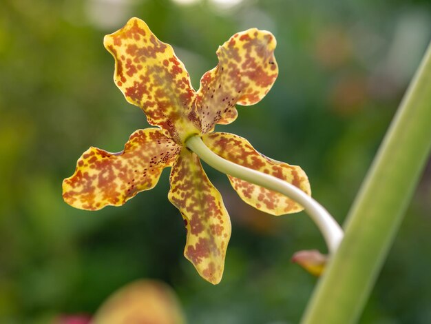 Photo close-up of wilted flower on plant