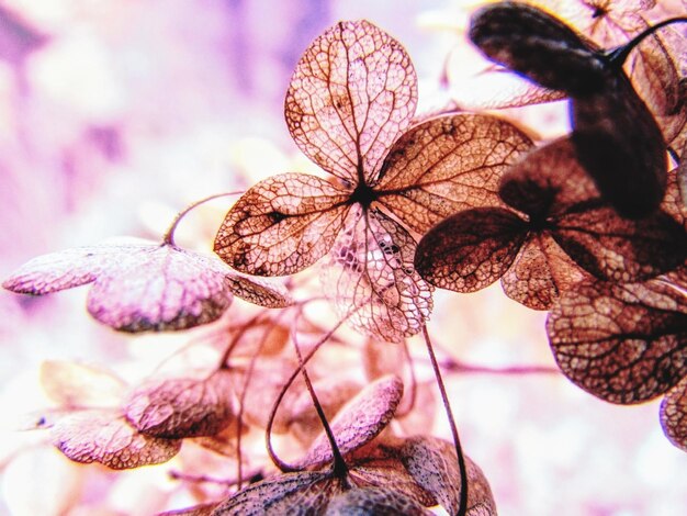 Close-up of wilted flower