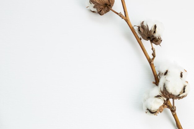 Photo close-up of wilted plant against white background