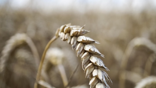 Photo close-up of wilted plant on field