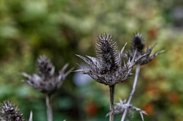 Photo close-up of wilted plant on field