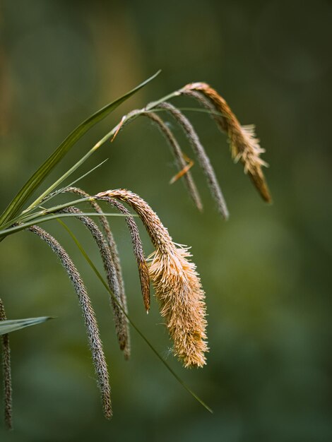 Photo close-up of wilted plant