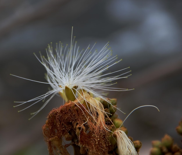 Photo close-up of wilted plant