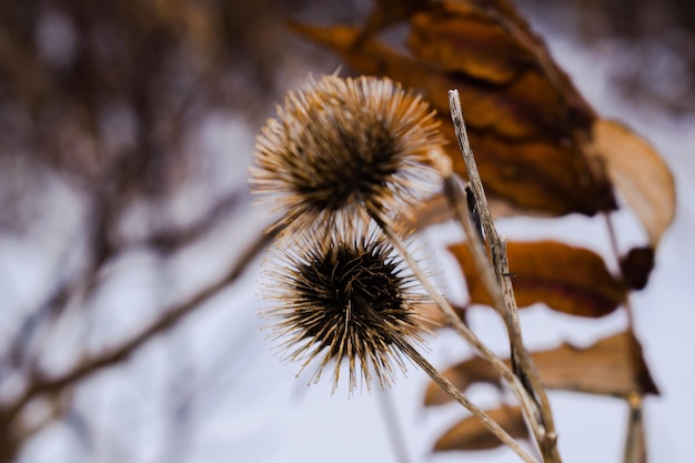 Photo close-up of wilted plant