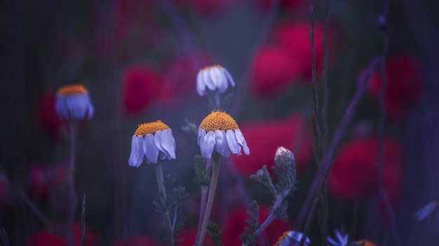 Close-up with natural flower in the field at sunrise