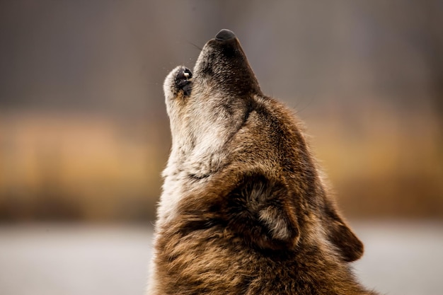 Photo close-up of wolf