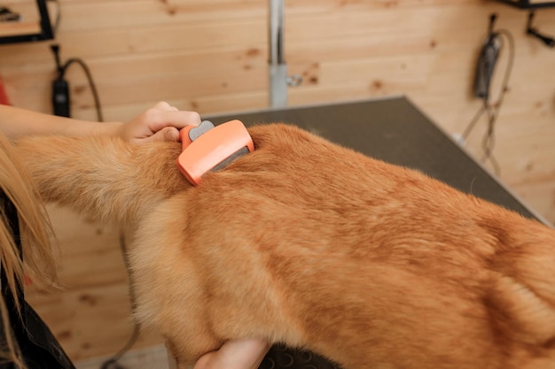 Close up of woman groomer combing fur of Welsh Corgi Pembroke dog with comb after bathing and drying at grooming salon Woman pet hairdresser doing hairstyle in veterinary spa clinic