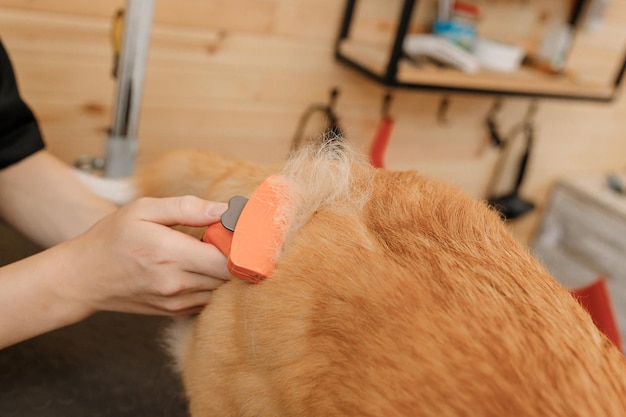 Close up of woman groomer combing fur of Welsh Corgi Pembroke dog with comb after bathing and drying at grooming salon Woman pet hairdresser doing hairstyle in veterinary spa clinic