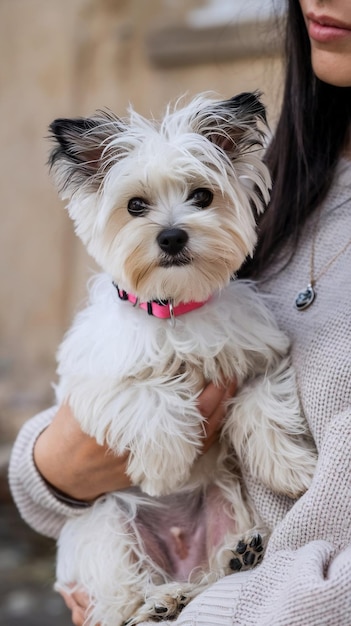 Close up woman holding cute dog