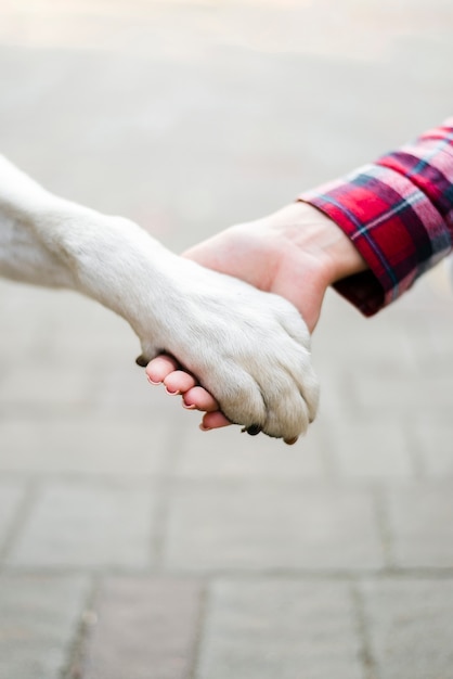 Close-up woman holding dogs paw