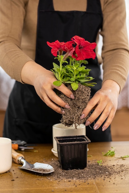 Close-up woman's hands taking petunia flower out of seedling pot before planting