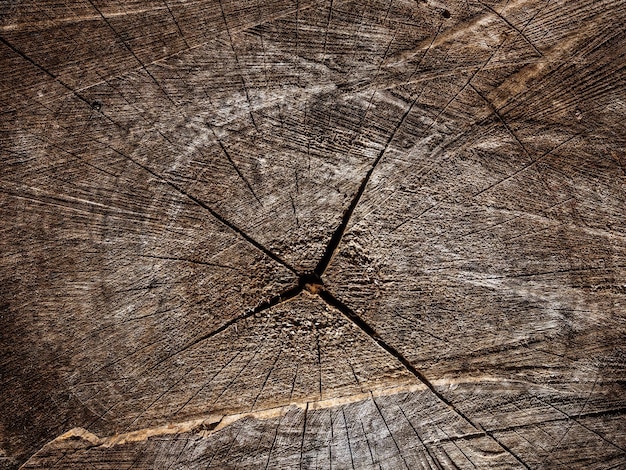 Close up wood texture of cut tree trunk