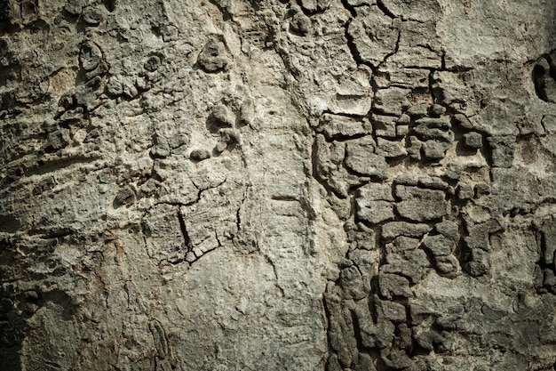 Close up of wooden grain