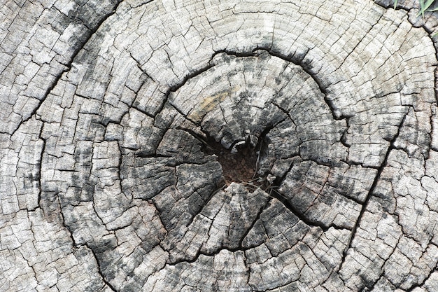 Close up Wooden stump  Round cut down tree with annual rings as a wood texture                               